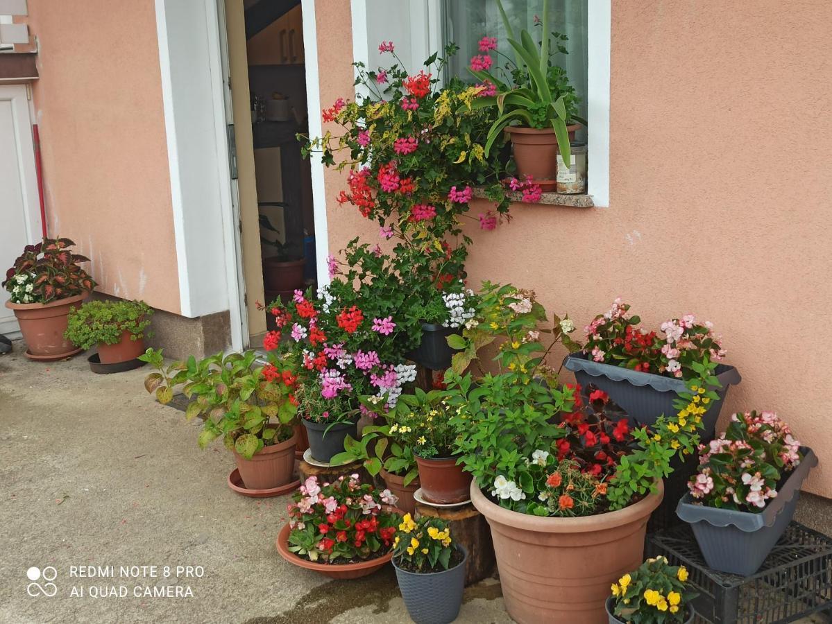 Guesthouse Blazenka Hodak 塞里特雷尼科 外观 照片