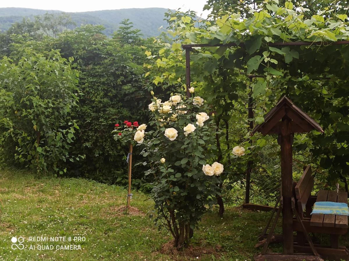Guesthouse Blazenka Hodak 塞里特雷尼科 外观 照片