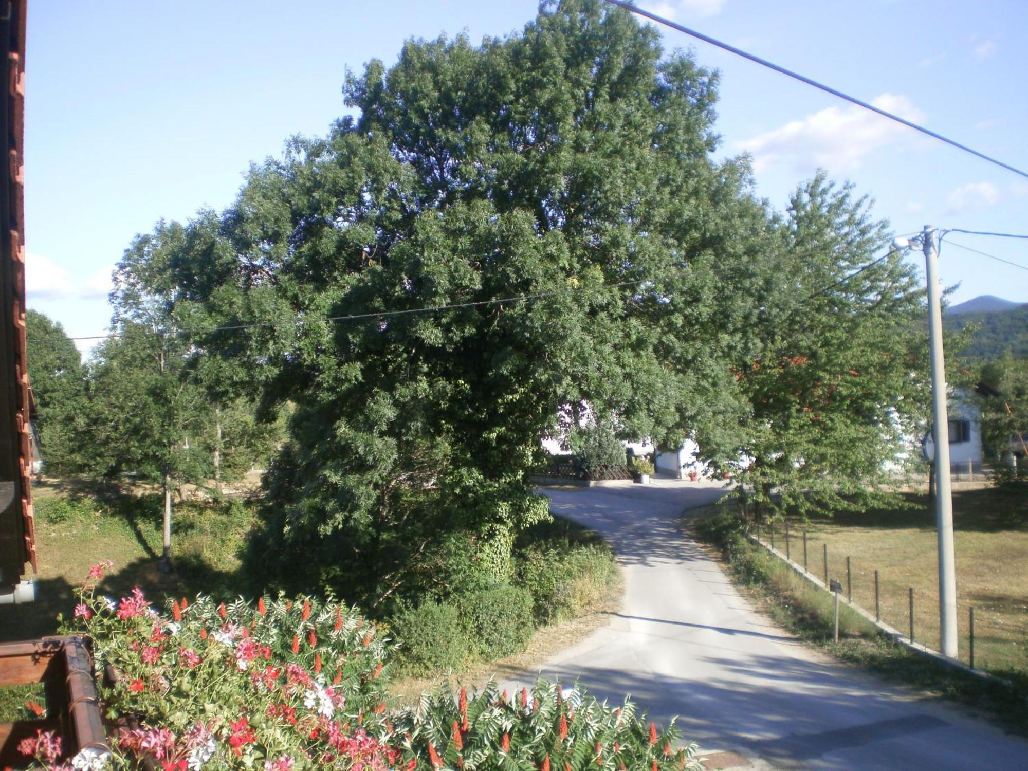 Guesthouse Blazenka Hodak 塞里特雷尼科 外观 照片