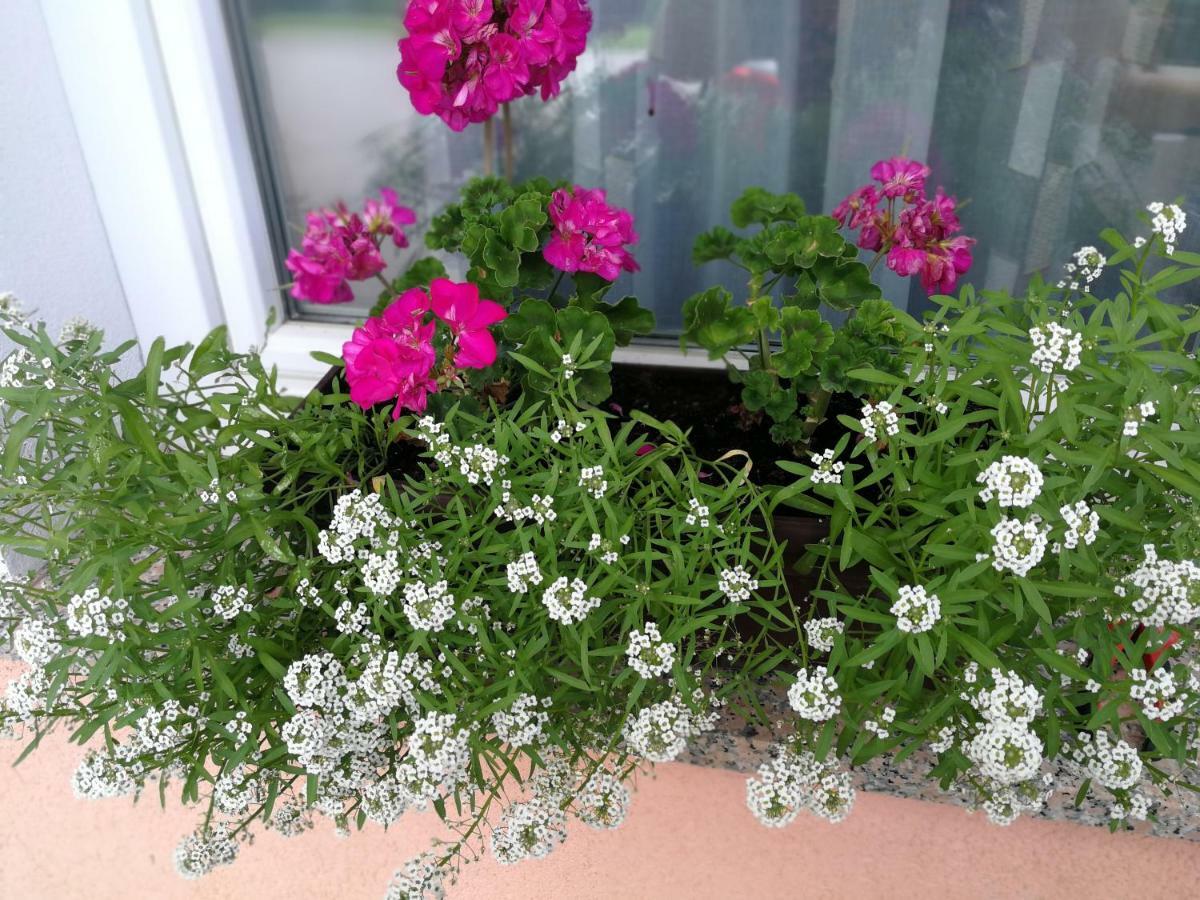 Guesthouse Blazenka Hodak 塞里特雷尼科 外观 照片